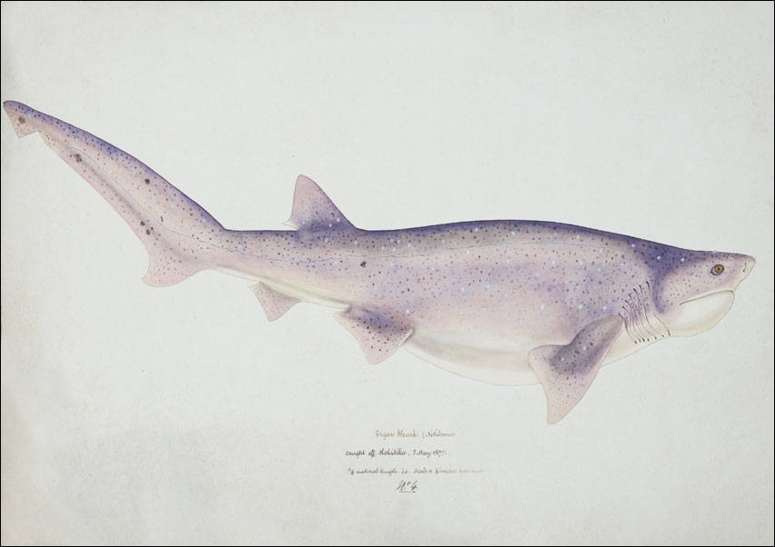 Antique fish Tiger Shark, F. E. Clarke - plakat 40x30 cm