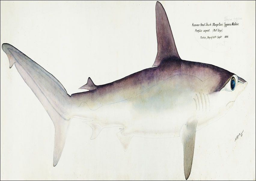 Antique fish Hammerhead Shark, F. E. Clarke - plakat 100x70 cm