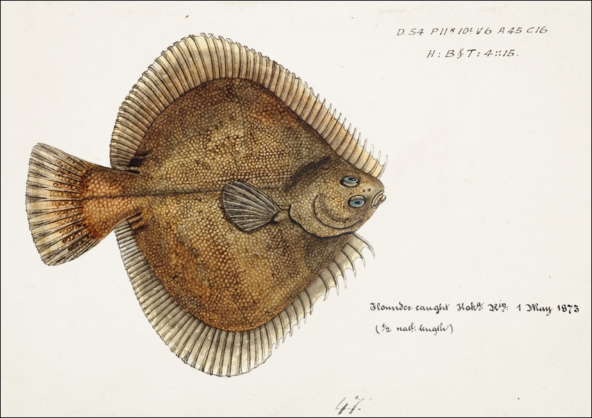 Antique fish Rhombosolea plebeia, F. E. Clarke - plakat 40x30 cm