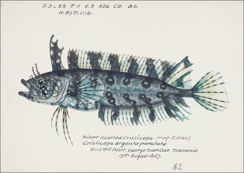 Antique fish possibly cristiceps sp weedfish, F. E. Clarke - plakat 70x50 cm