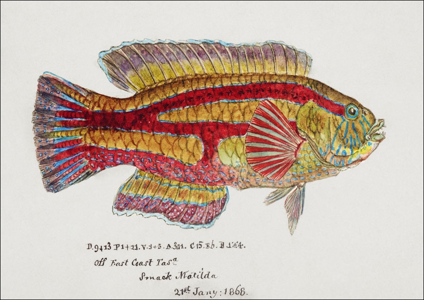 Antique fish pictilabrus laticlavius wrasse, F. E. Clarke - plakat 42x29,7 cm