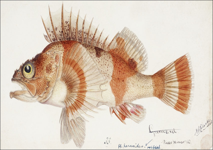 Antique fish helicolenus percoides perch, F. E. Clarke - plakat 70x50 cm