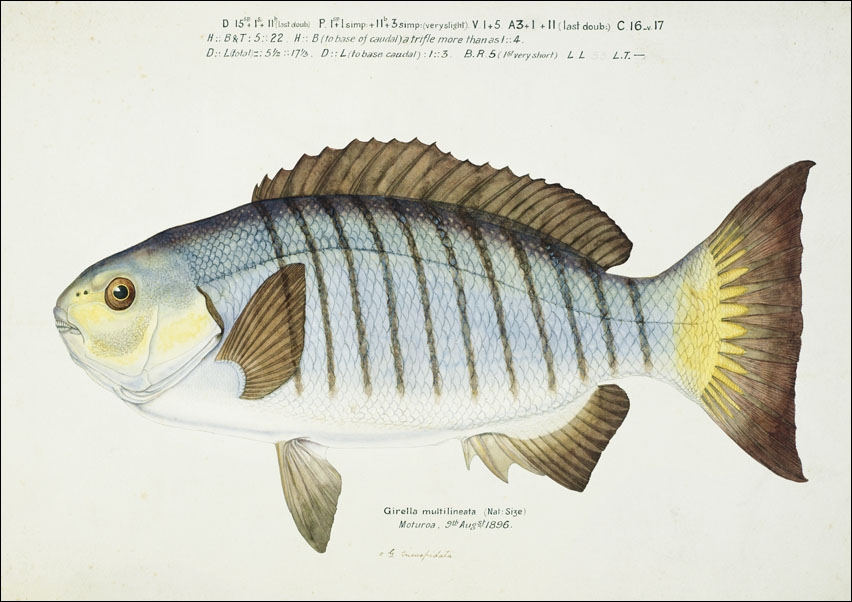 Antique fish Blackfish, F. E. Clarke - plakat 42x29,7 cm