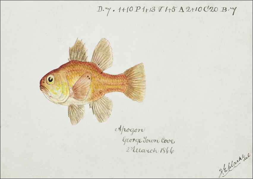 Antique fish vincentia conspera southern cardinalfish, F. E. Clarke - plakat 50x40 cm