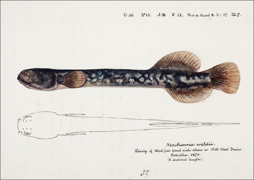 Antique fish Neochanna apoda, F. E. Clarke - plakat 50x40 cm