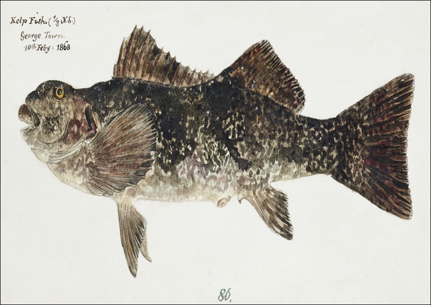 Antique fish aplodactylus arctidens marblefish keke, F. E. Clarke - plakat 50x40 cm