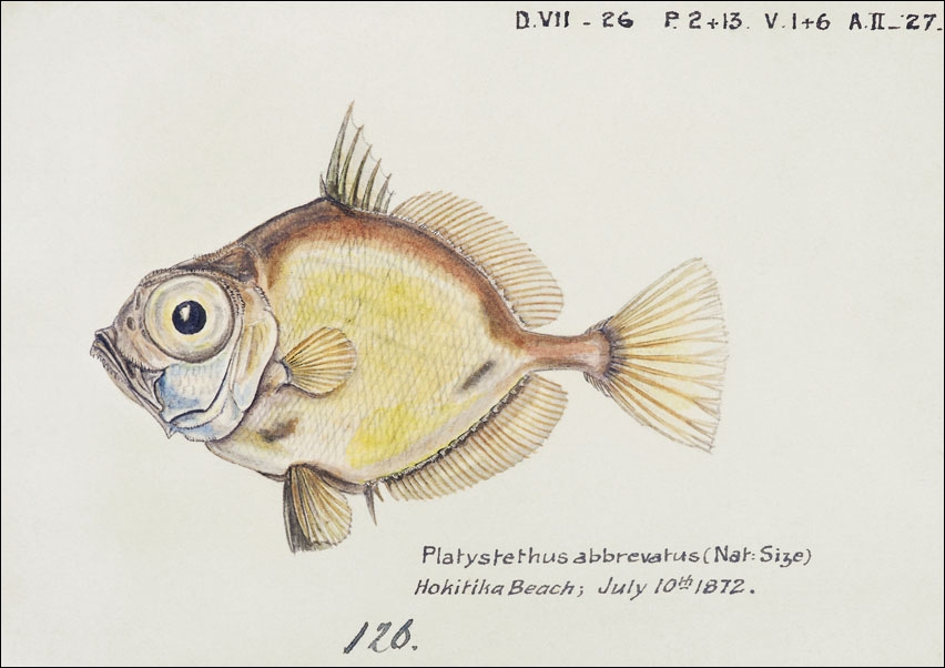 Antique fish Platystethus abbrevatus, F. E. Clarke - plakat 70x50 cm