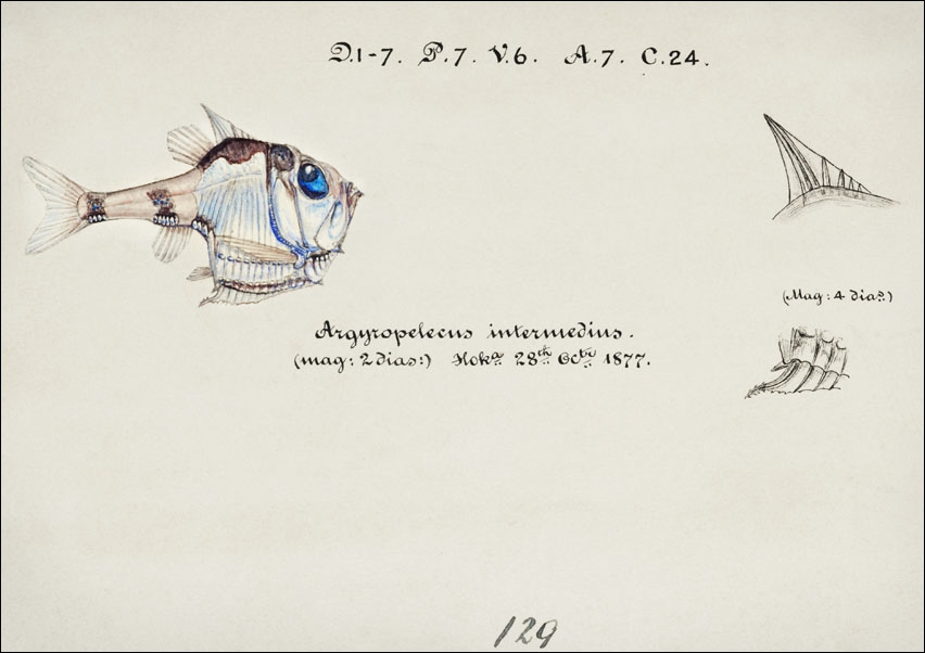 Antique drawing watercolor common hatchetfish marine life, F. E. Clarke - plakat 80x60 cm
