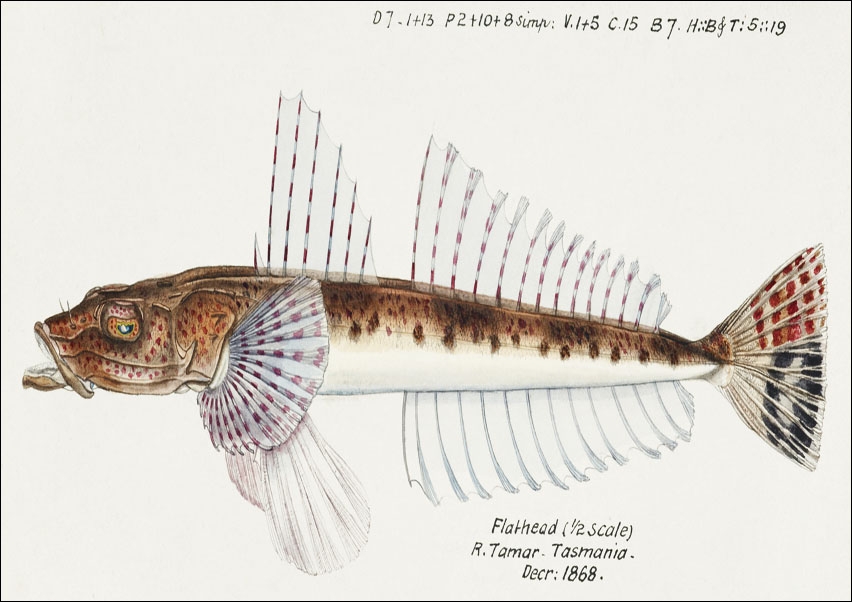 Antique fish platycephalus sp flathead, F. E. Clarke - plakat 50x40 cm