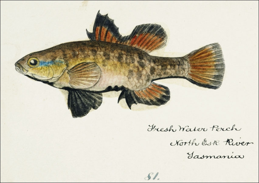 Antique fish Nannoperca australis, F. E. Clarke - plakat 50x40 cm