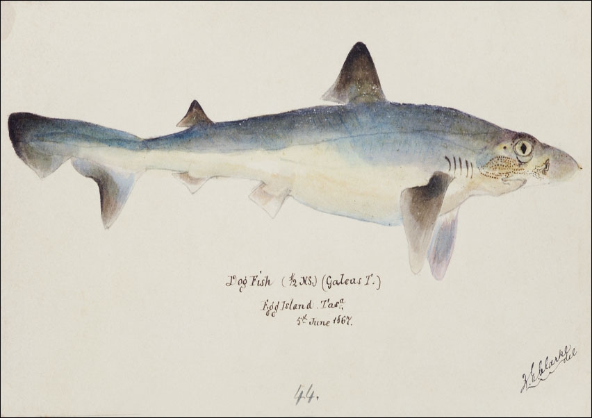 Antique fish galeorhinus galeus requiem shark, F. E. Clarke - plakat 70x50 cm