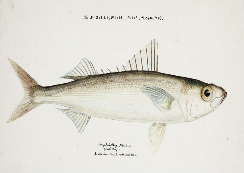 Antique drawing watercolor fish Emmelichthys Nitidus marine life., F. E. Clarke - plakat 40x30 cm