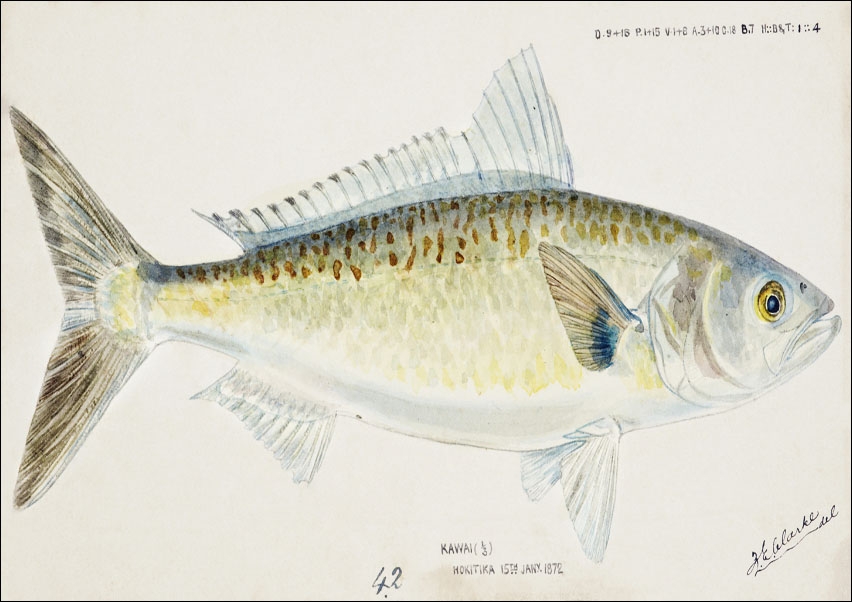 Antique fish Arripis trutta, F. E. Clarke - plakat 100x70 cm