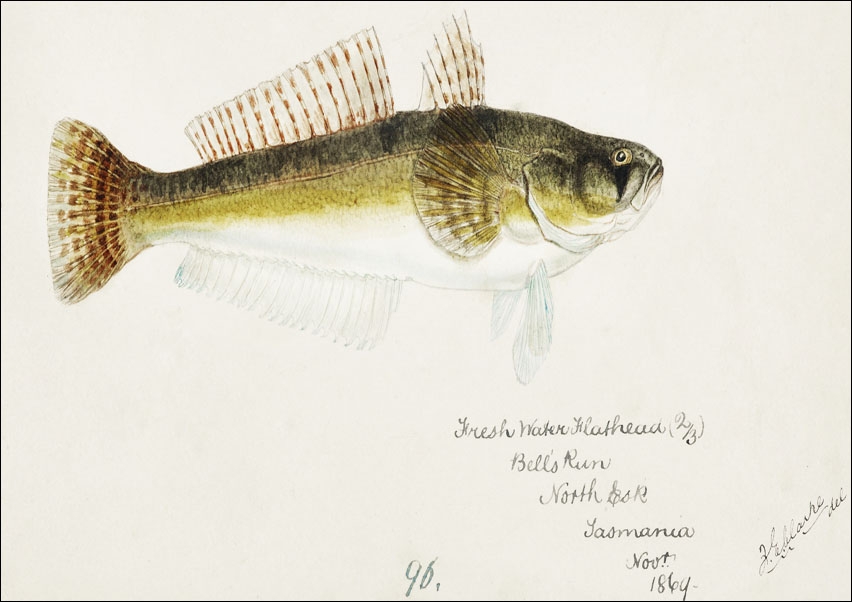 Antique fish platycephalus bassensis, F. E. Clarke - plakat 30x20 cm