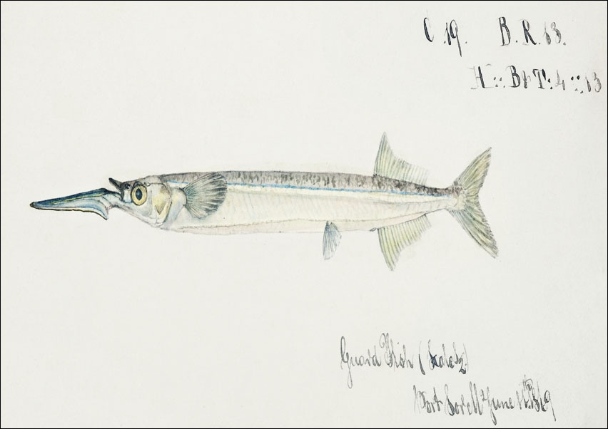 Antique fish hyporhamphus melanochir southern sea garfish, F. E. Clarke - plakat 50x40 cm