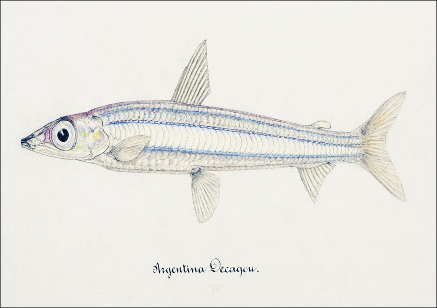 Antique drawing watercolor fish Argentina Elongata marine life, F. E. Clarke - plakat 50x40 cm