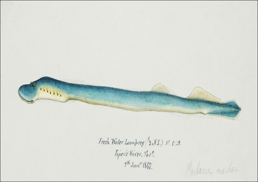 Antique fish geotria australis fresh water lamprey, F. E. Clarke - plakat 40x30 cm