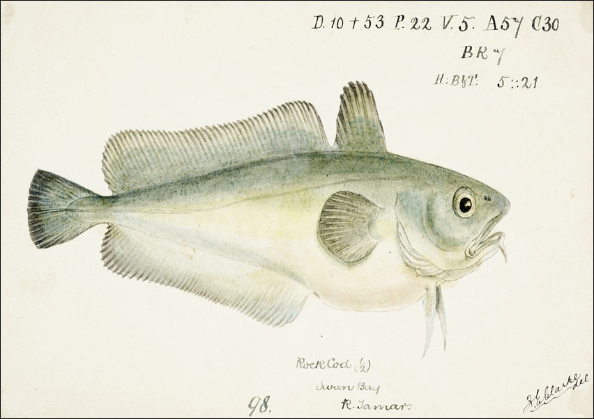 Antique fish Pseudophycis barbata, F. E. Clarke - plakat 70x50 cm
