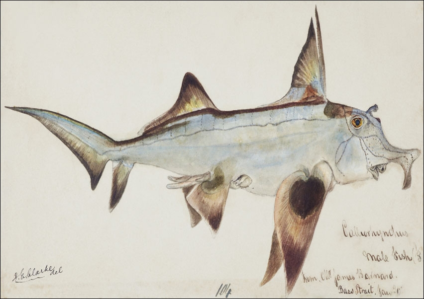 Antique fish callorhynchus milii elephant fish, F. E. Clarke - plakat 59,4x42 cm