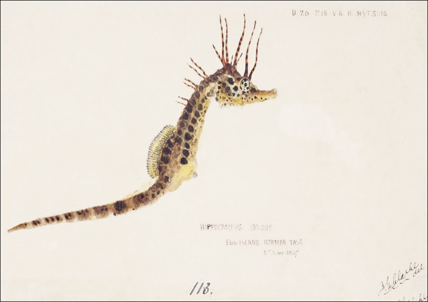 Antique fish hippocampus abdominalis seahorse, F. E. Clarke - plakat 40x30 cm