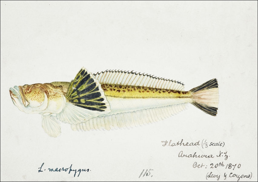 Antique fish leptoscopus macropygus estuarine stargazer, F. E. Clarke - plakat 40x30 cm
