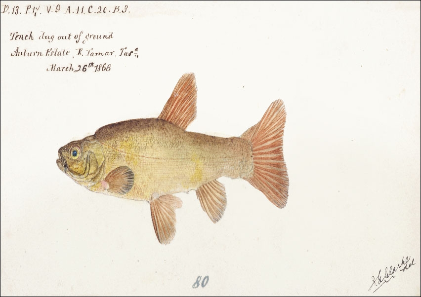 Antique fish tinca tinca cyprindae family, F. E. Clarke - plakat 50x40 cm