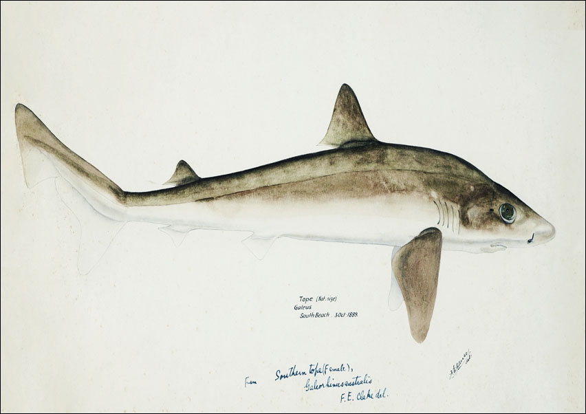 Antique fish Requiem Shark, F. E. Clarke - plakat 100x70 cm