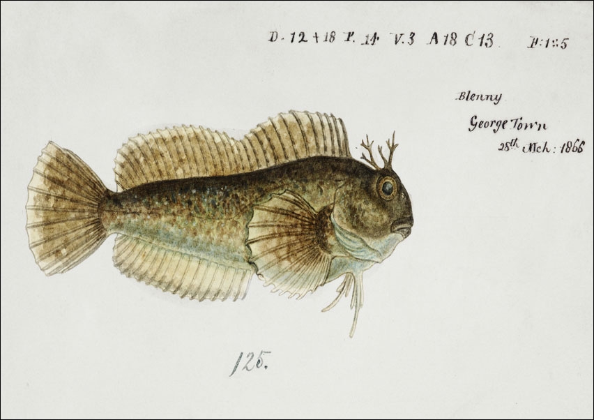 Antique fish blenniidae blenny, F. E. Clarke - plakat 50x40 cm