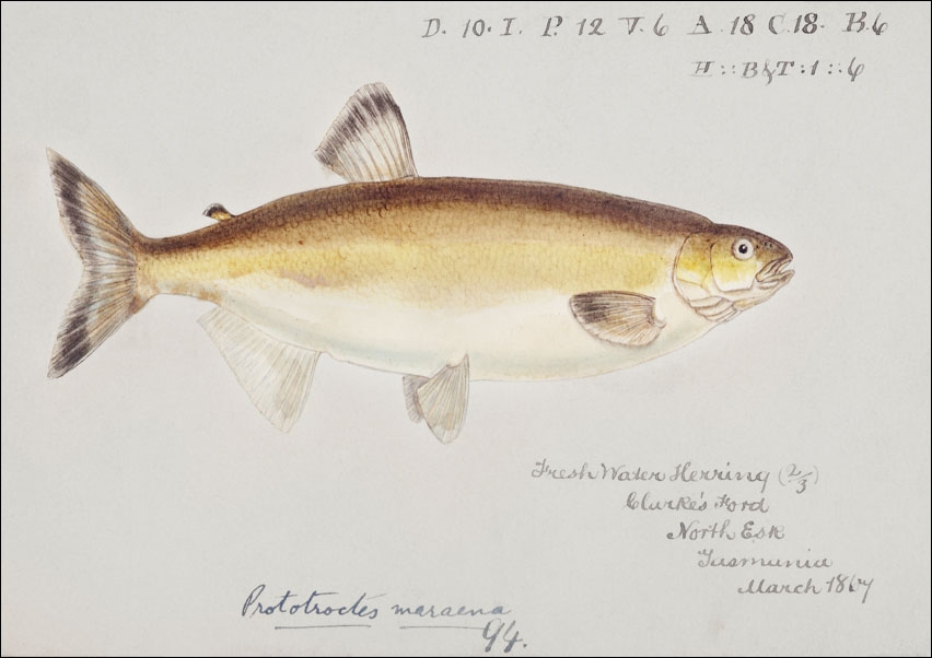 Antique fish prototroctes maraena australian grayling, F. E. Clarke - plakat 50x40 cm