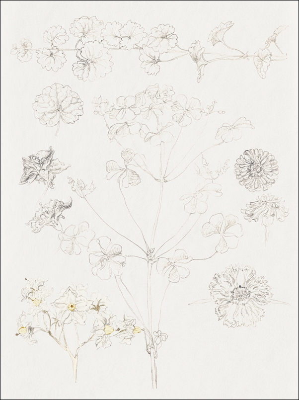 Oxalis, Zinnia, and Potato Blossom, East Hampton, Samuel Colman - plakat 30x40 cm