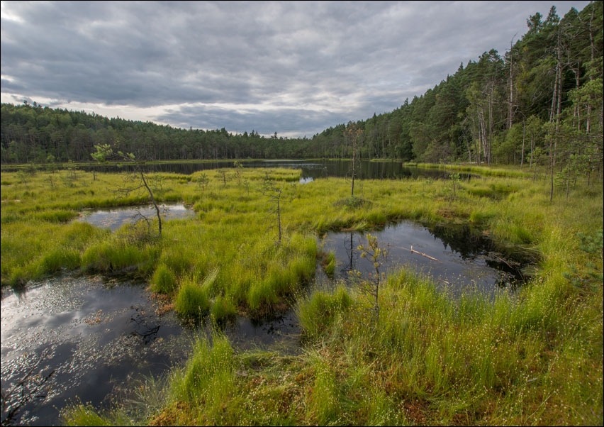 Mokradła - plakat Wymiar do wyboru: 70x50 cm