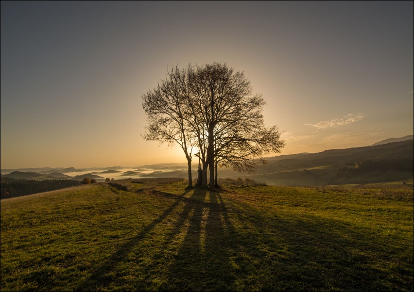 Drzewo na Spiszu - plakat Wymiar do wyboru: 70x50 cm