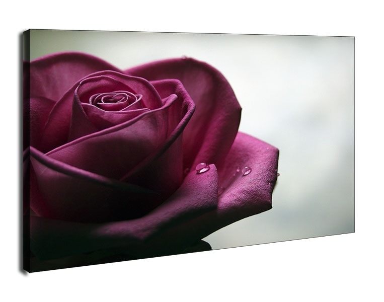 Smutna Róża - obraz na płótnie Wymiar do wyboru: 80x60 cm