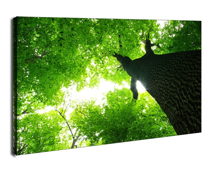 Gigantyczne Drzewo - obraz na płótnie Wymiar do wyboru: 100x70 cm