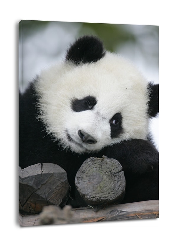 Zdjęcia - Obraz Panda Wielka  -  na płótnie Wymiar do wyboru: 70x100 cm 