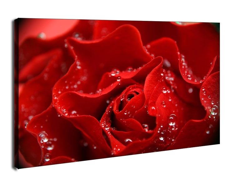 Krople w płatkach róży - obraz na płótnie Wymiar do wyboru: 70x50 cm