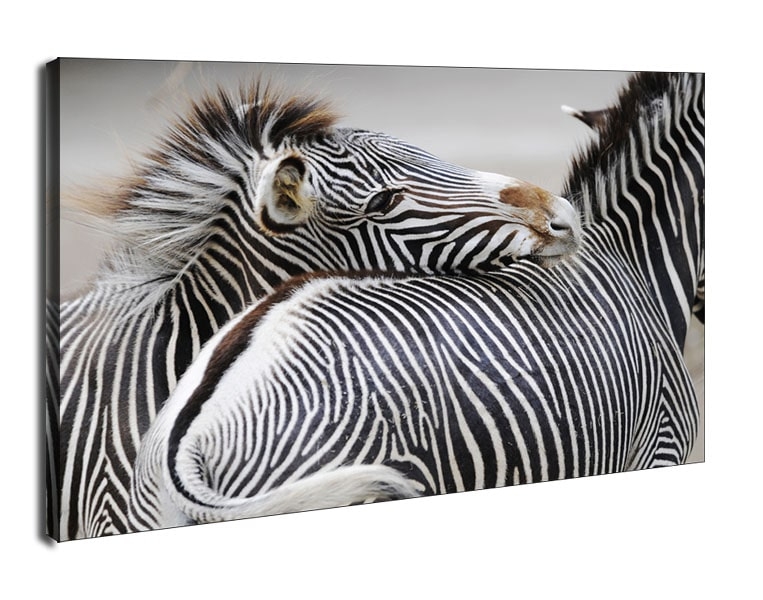 Zebra - obraz na płótnie Wymiar do wyboru: 120x90 cm