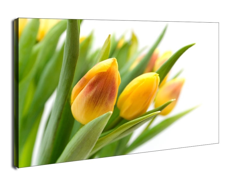 Żółte Tulipany - obraz na płótnie Wymiar do wyboru: 80x60 cm