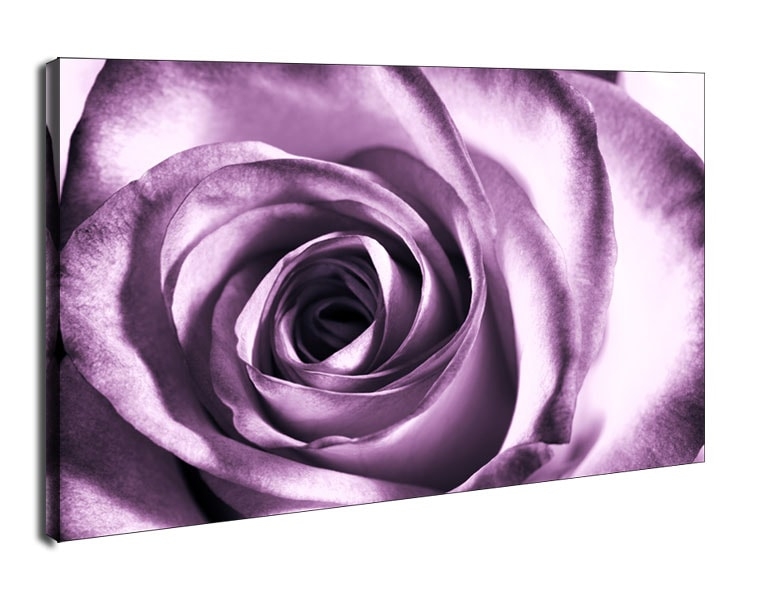 Purpurowa róża - obraz na płótnie Wymiar do wyboru: 80x60 cm