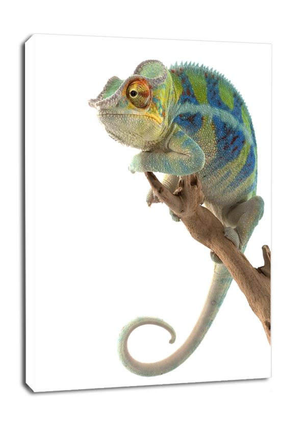 Фото - Картина Chameleon Kameleon. Ambanja Panther  - obraz na płótnie Wymiar do wyboru: 5 