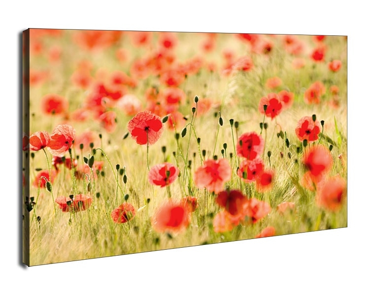 Pole Maków - Maki, Monet - obraz na płótnie Wymiar do wyboru: 80x60 cm