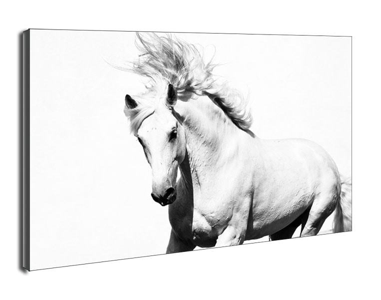 Arabski Koń - obraz na płótnie Wymiar do wyboru: 30x20 cm