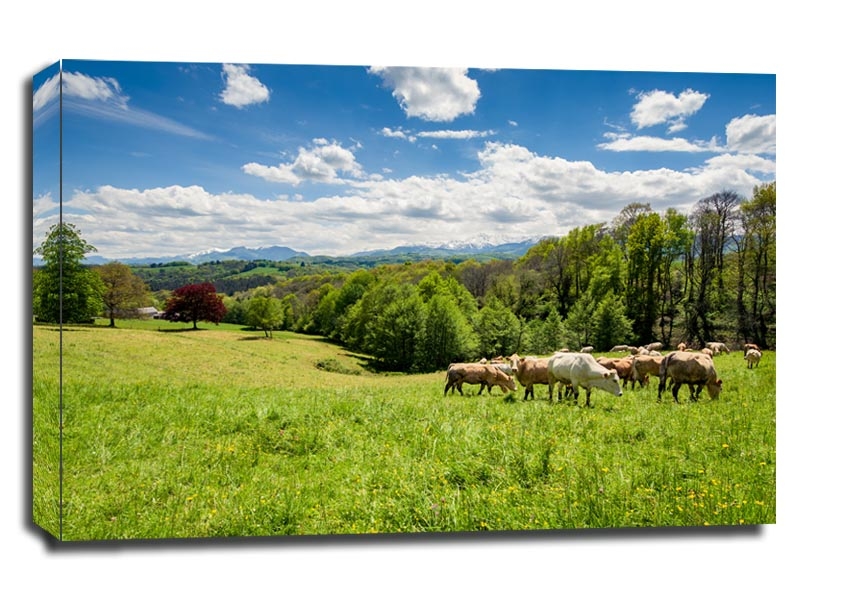 Bydło Pireneje, Francja - obraz na płótnie Wymiar do wyboru: 70x50 cm