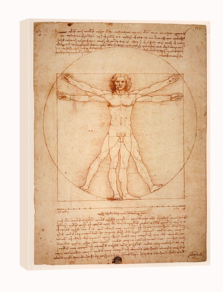 Zdjęcia - Obraz Leonardo Anatomia,  da Vinci -  na płótnie Wymiar do wyboru: 60x80 cm 