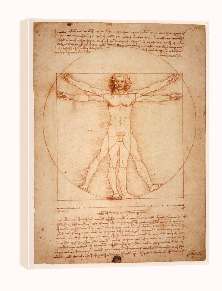 Anatomia, Leonardo da Vinci - obraz na płótnie Wymiar do wyboru: 90x120 cm