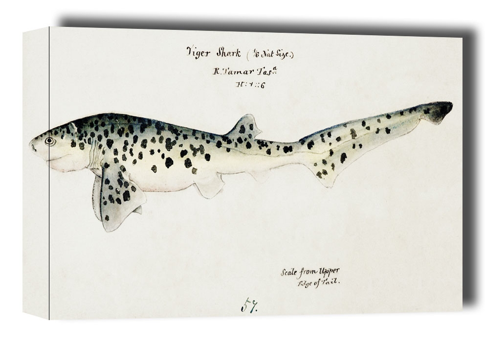 Antique fish Notorynchus cepedianus, F. E. Clarke - obraz na płótnie Wymiar do wyboru: 50x40 cm