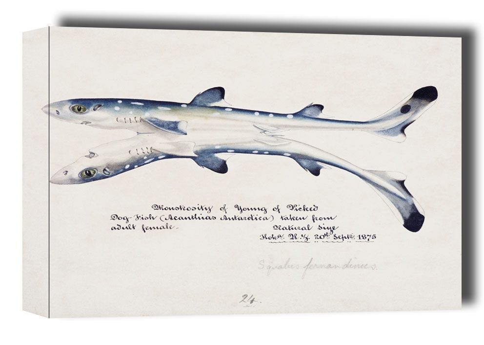 Antique fish Spotted spiny Dogfish, F. E. Clarke - obraz na płótnie Wymiar do wyboru: 70x50 cm