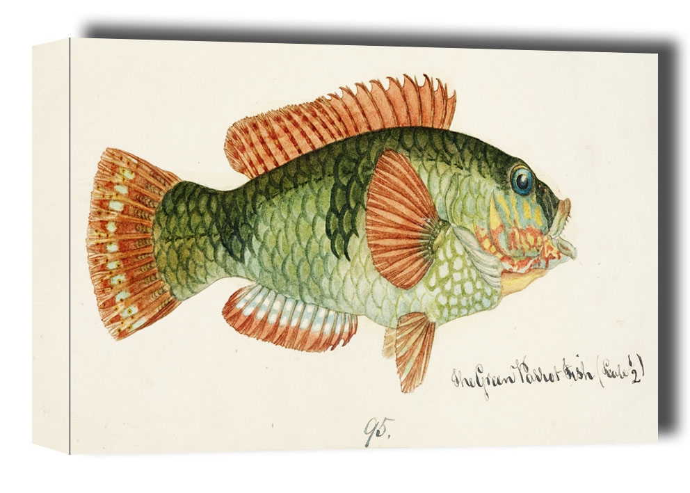 Antique fish Labrida, F. E. Clarke - obraz na płótnie Wymiar do wyboru: 120x90 cm