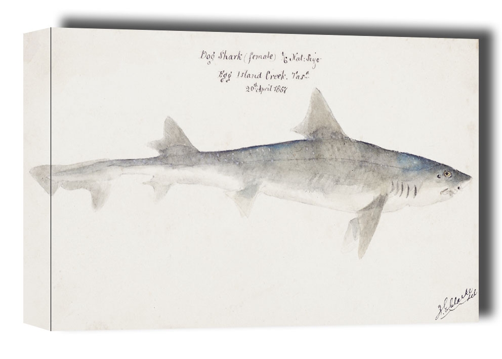 Antique fish mustelus antarcticus dogfish, F. E. Clarke - obraz na płótnie Wymiar do wyboru: 60x40 cm