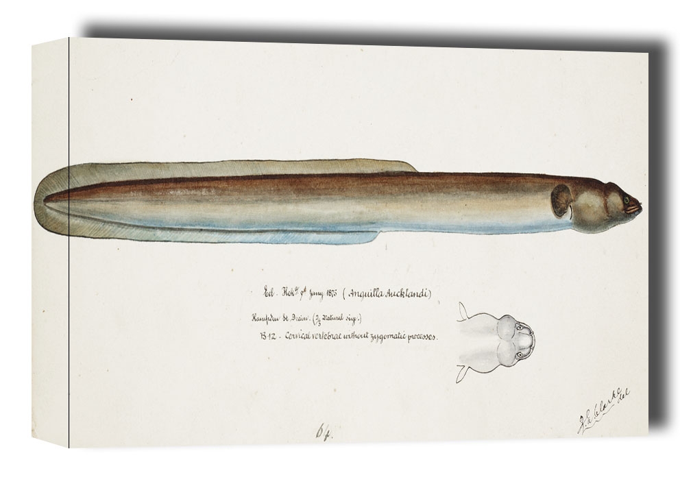 Antique fish Anguilla Dieffenbachii, F. E. Clarke - obraz na płótnie Wymiar do wyboru: 80x60 cm